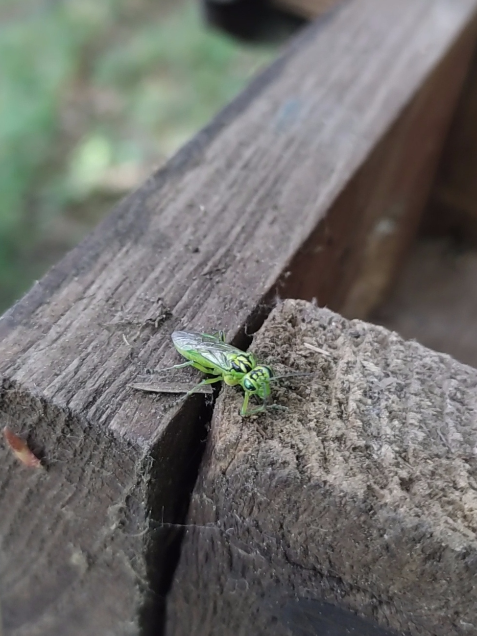 Insecto sobre caja nido