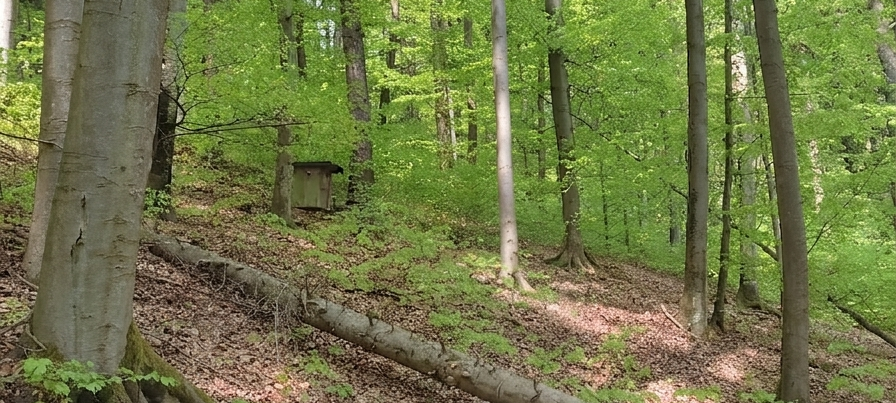 Caja nido en bosque checo