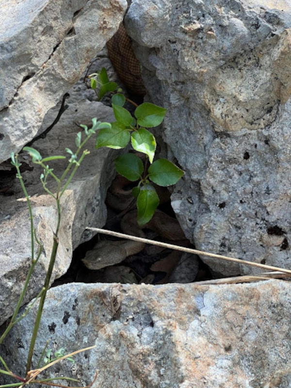 Víbora cornuda